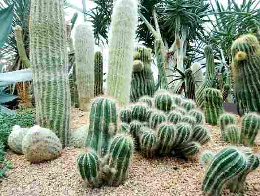 Desert Garden จัดสวนกระบองเพชรแบบเมืองร้อน